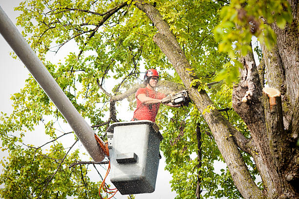 Why Choose Our Tree Removal Services in Timberville, VA?